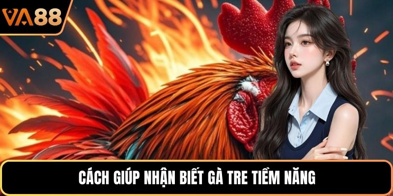 Cách giúp nhận biết gà tre tiềm năng
