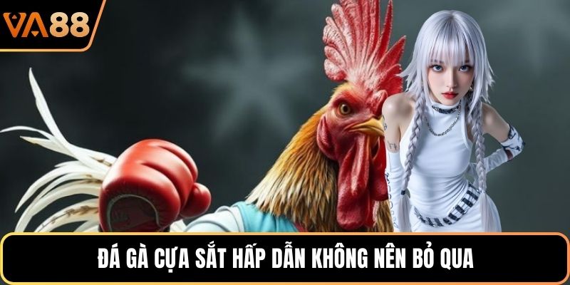 Đá gà cựa sắt hấp dẫn không nên bỏ qua
